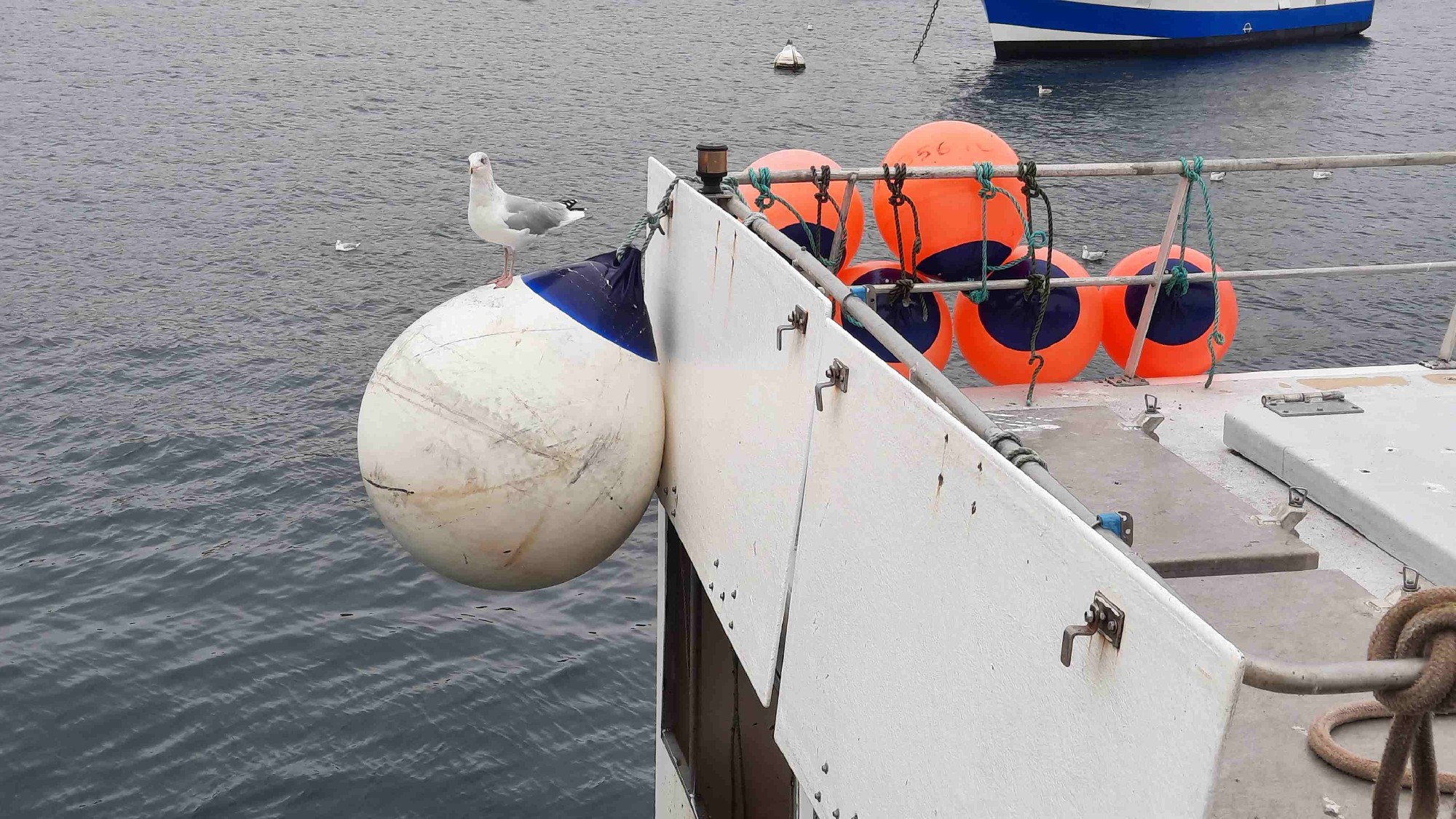 Z2310-10 GDGW Le Conquet 74 au port