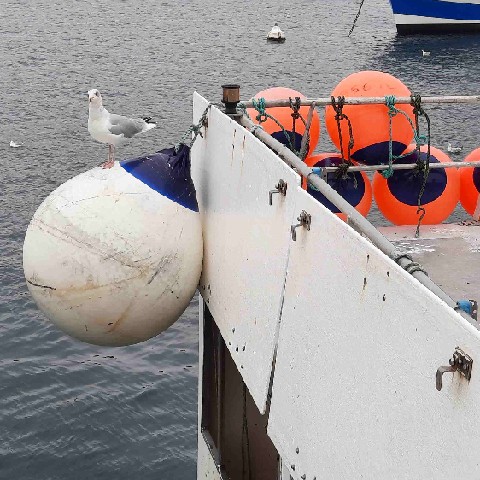 Z2310-10 GDGW Le Conquet 74 au port