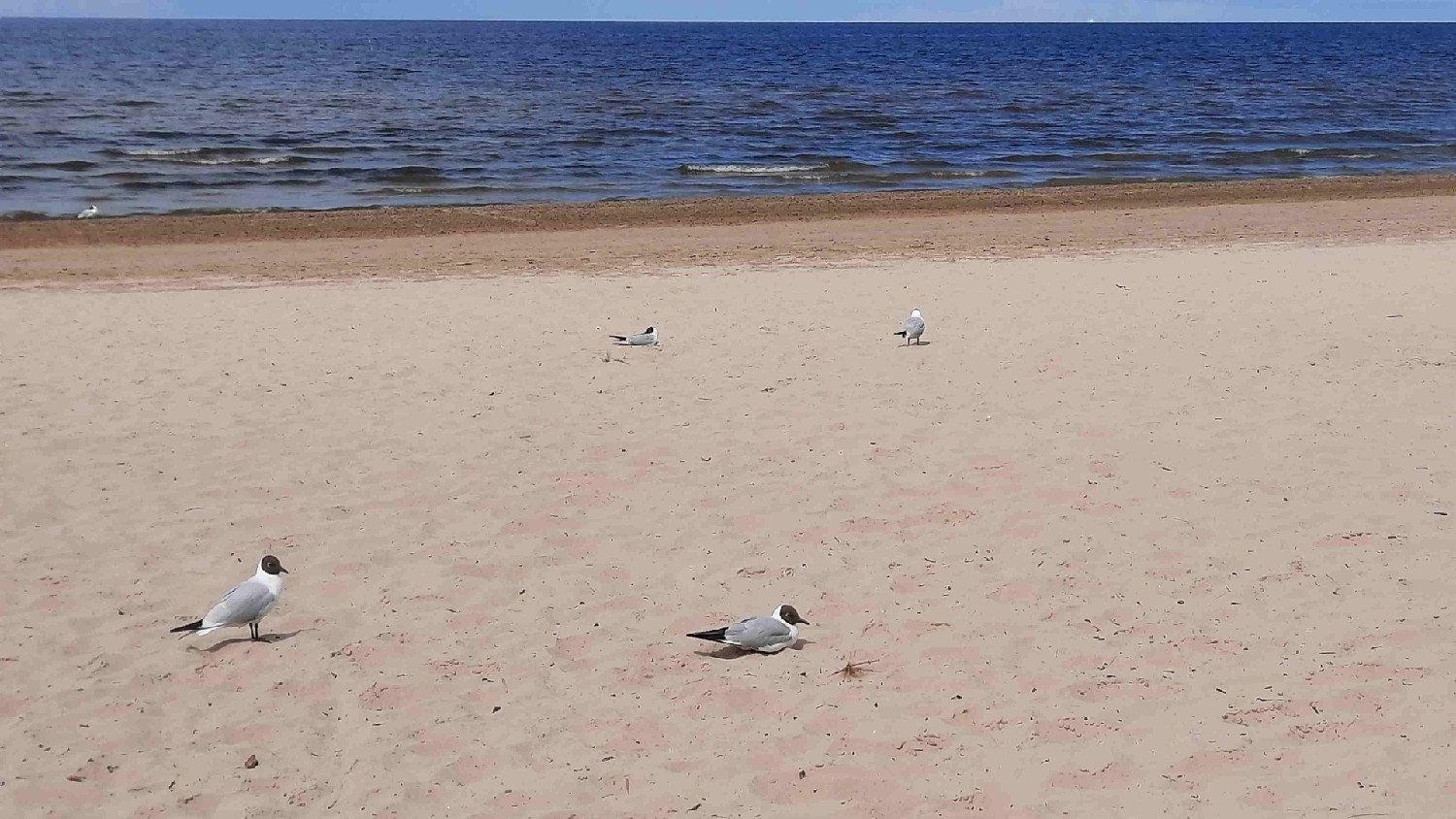 Z2406-14 J3 141 Jurmala Sur la plage - Mouette crneuses