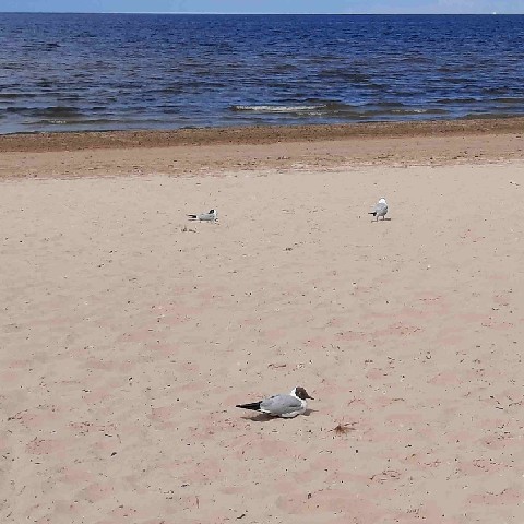 Z2406-14 J3 141 Jurmala Sur la plage - Mouette crneuses