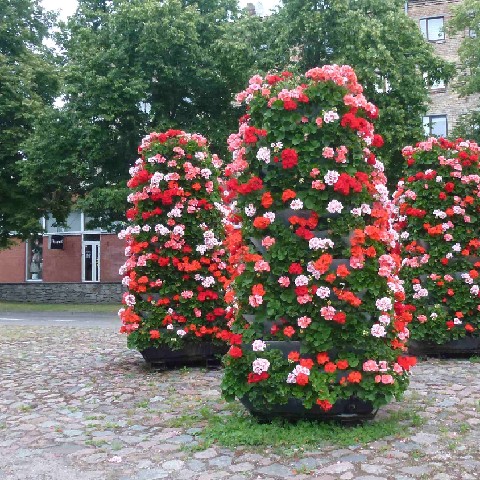 Z2406-17 J6 448 Ventspils - Arbustes de fleurs